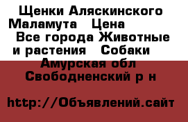 Щенки Аляскинского Маламута › Цена ­ 10 000 - Все города Животные и растения » Собаки   . Амурская обл.,Свободненский р-н